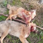 IMG-20221214-WA0011