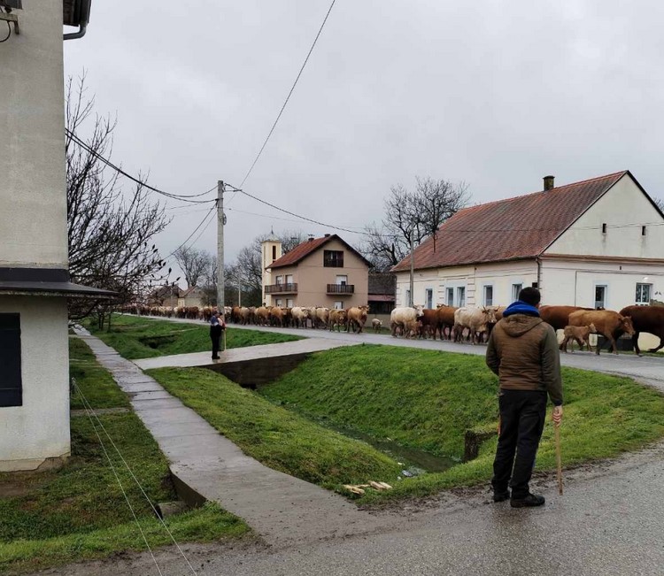 SBOnline/D. Krstanović